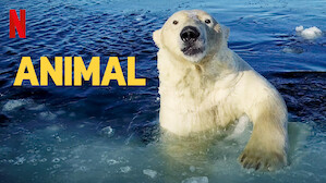 Nature & Ecology Documentaries | Netflix Official Site Nature & Ecology Documentaries | Netflix Official Site